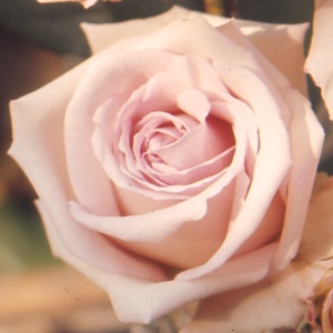 Lady Mary Fitzwilliam (Rose)