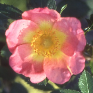 Lady Penzance (Rose)