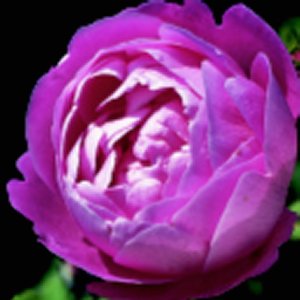 La Reine Victoria (Rose)