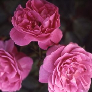 Lavender Lassie (Rose)