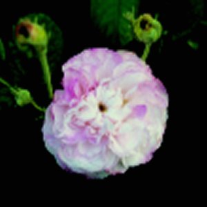 Leda (Rose)