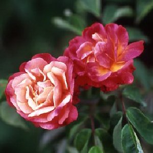 Leonie Lamesch (Rose)