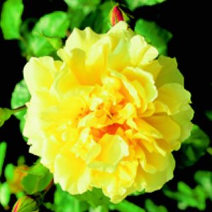 Leverkusen (Rose)