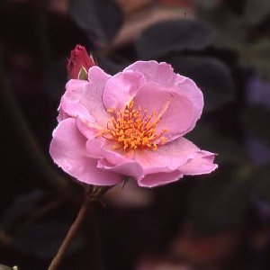 Lilac Charm (Rose)