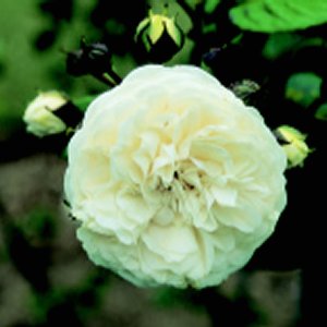 Long John Silver (Rose)
