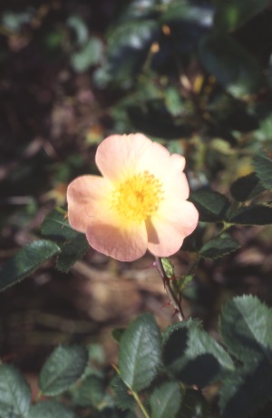 Lord Penzance (Rose)