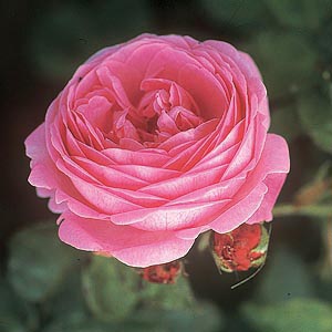Louise Odier (Rose)
