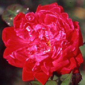 Louis Philippe (Rose)