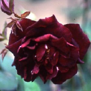 Louis Xiv (Rose)