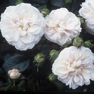 Macmillan Nurse (Rose)