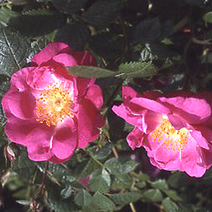 Magnifica (Rose)