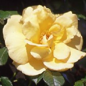 Maigold (Rose)