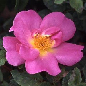 Marguerite Hilling (Rose)