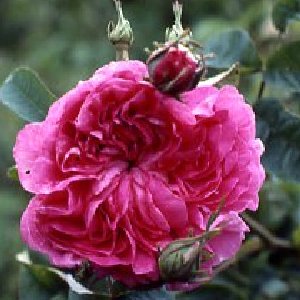 Marie Louise (Rose)