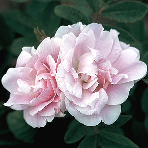 Martin Frobisher (Rose)