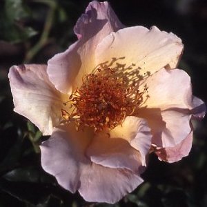 Meg (Rose)