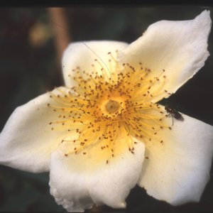 Mermaid (Rose)