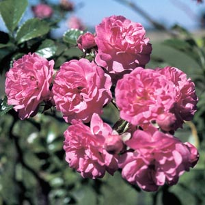 Minnehaha (Rose)