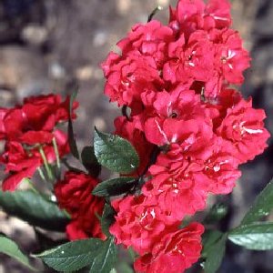 Miss Edith Cavell (Rose)