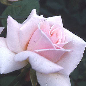 Madame Butterly (Rose)