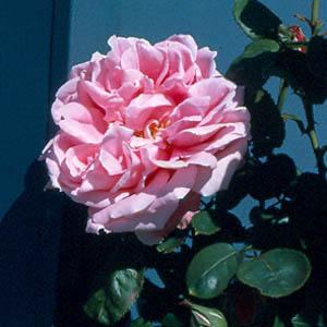 Mme Caroline Testout (Rose)