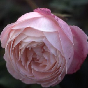 Madame Pierre Oger (Rose)