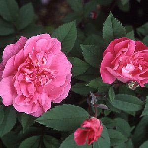 Morletii (Rose)