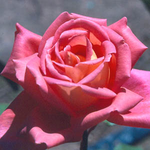 My Choice (Rose)