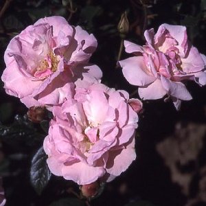 Nathalie Nypels (Rose)