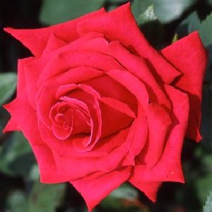 National Trust (Rose)