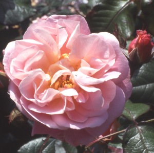 Nymphenburg (Rose)