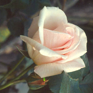 Ophelia (Rose)