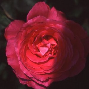 Papa Gontier (Rose)