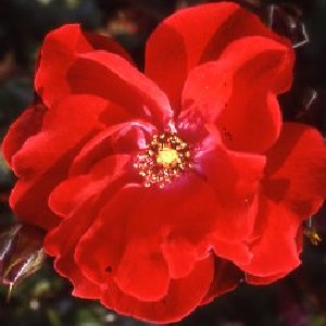 Parkdirektor Riggers (Rose)
