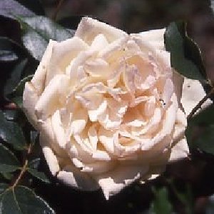 Park's Yellow China (Rose)