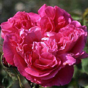 Paul Neyron (Rose)