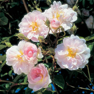 Paul's Himalayan Musk (Rose)