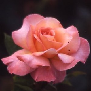 Paul Shirville (Rose)