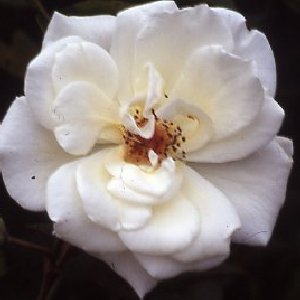 Pax (Rose)