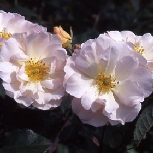 Penelope (Rose)