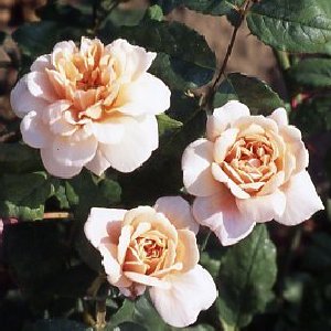 Perle D'or (Rose)