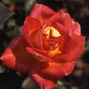 Piccadilly (Rose)