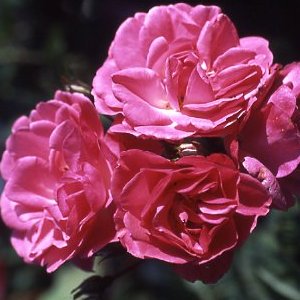 Pink Perpetue (Rose)