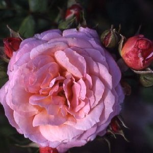 Pinocchio (Rose)