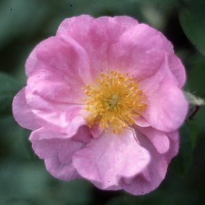 R. Pomifera (Rose)