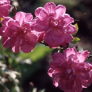 Pompom De Paris (Rose)