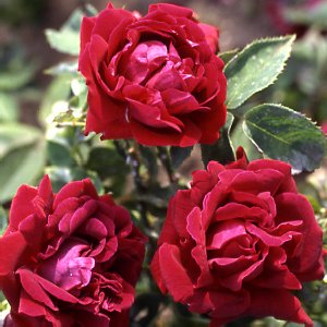 Prince Camille De Rohan (Rose)