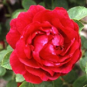 Prince Charles (Rose)