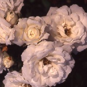 Prosperity (Rose)
