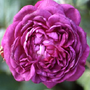 Reine Des Violettes (Rose)